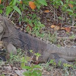 Rock iguana ‘Nelson’ reappears