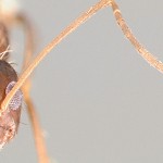 All is vanity. And ants.