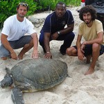 Turtles on track for record year