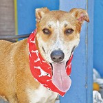 Your new furry friend: Nadine