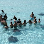 Stingray census under way