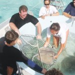 Dolphin Discovery rays released