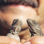 Rare twin iguanas born