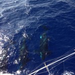Giant squid found in Cayman’s waters