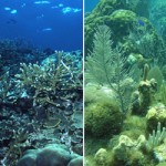 Images document decline of coral reefs