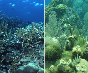 cayman-islands-coral-reef-1974-2010.jpg