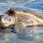 Cheaper turtle meat follows boost in production