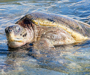 Cheaper turtle meat follows boost in production - Cayman Compass