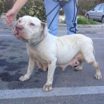 Abuses of 'backyard breeders' revealed: regulations called for by animal activists