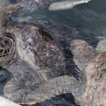 Animal welfare concerns over increased turtle production