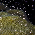 Annual coral spawn enthralls divers