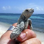 Eco-tourism could help protect local nesting turtle population