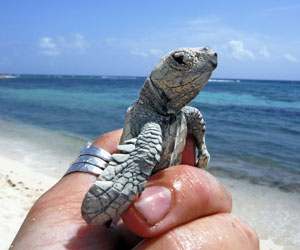 Turtle-Eco-Tourism-Cayman-Islands(1).jpg