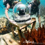 Yearly coral spawning to be captured by underwater webcam