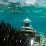 Coral spawning event makes history