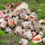 Dumped conch shells raise poaching concern