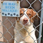 Urgent adoption plea issued by Humane Society