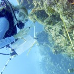 Cayman study provides hope for world’s coral reefs