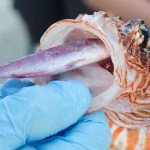 Culling Cayman’s ‘littlest lionfish’