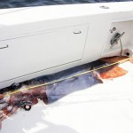 Rare squid find interests scientists