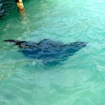 Giant manta wows tourists along Seven Mile Beach