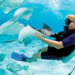 How Cayman ‘discovered’ Stingray City