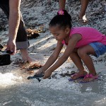 Turtle release canceled for Pirates Week