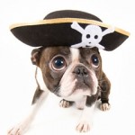 Murder mystery for the dogs