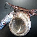 Cayman Racer snake devours Iguana