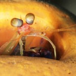 Cayman’s underwater wonders captured in winning images