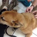 Acupuncture helps heal pets