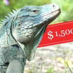 For sale: Cayman’s endangered iguanas