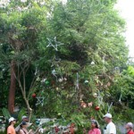 Decorating Christmas trees, the natural way