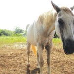 New holding facilities for lost or neglected horses