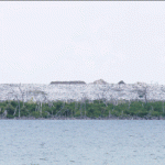 What’s in the George Town Landfill