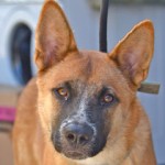 Walk & Wag for a cause