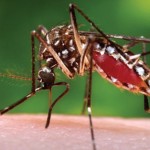 Zika fears ‘impacting tourism’