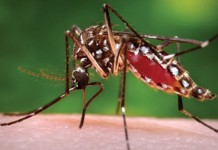 Welsh university developing fungus to combat mosquitoes