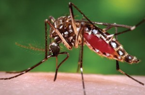 Zika is spread by the Aedes aegypti mosquito. 