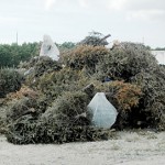 Christmas tree recycling available