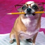 Quiz to help canines