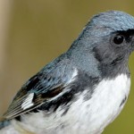 Free festival is for the birds