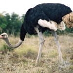 East End Ostrich farm won’t fly
