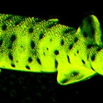 Underwater light show illuminates fish behavior