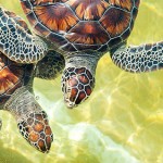 Study asks: Do you eat turtle?