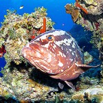‘Grouper Moon’ shines on schools