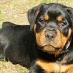 Puppy stolen in fire station break-in