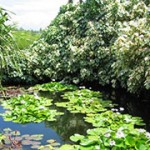 $6 million allotted for land conservation