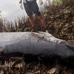 Whale washes up in Little Cayman