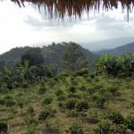 Jammin' in Jamaica: 24 hours in Kingston